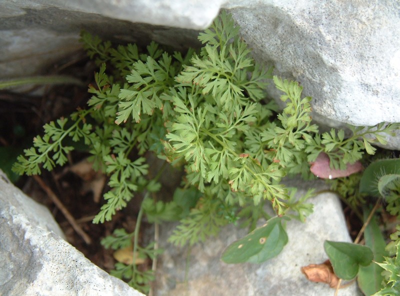 Asplenium fissum / Asplenio diviso